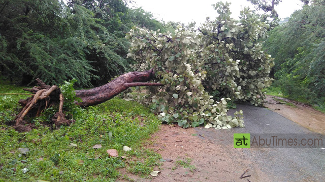 The biggest ever loss of rich flora of mount abu