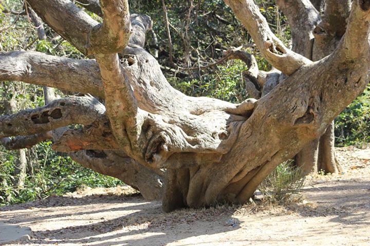 trevors-tank-mount-abu-2