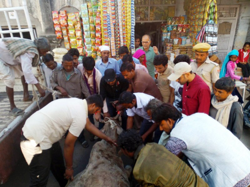 save-cow-abu-road-14-11-14-3