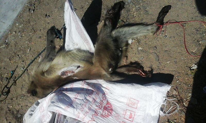 monkey-given-funeral-abu-road-2