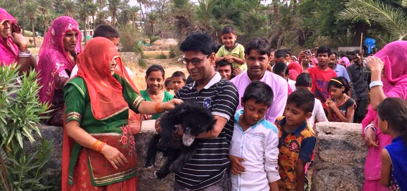 bear-found-dead-mt-abu