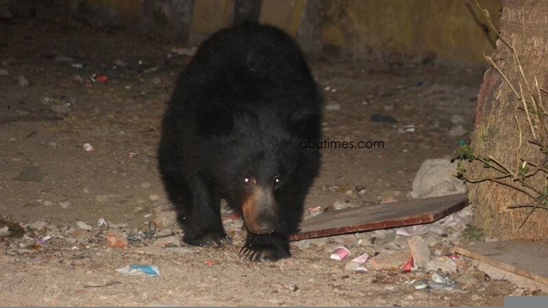 Mount Abu Bears