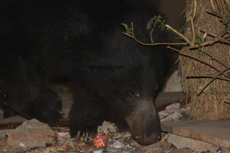 Mount Abu Bears