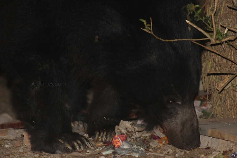 Mount Abu Bears