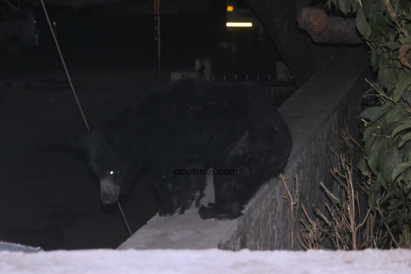 Mount Abu Bears