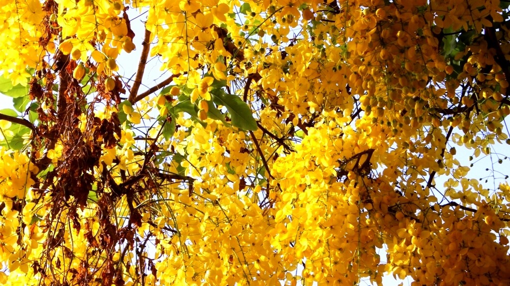 amaltas tree