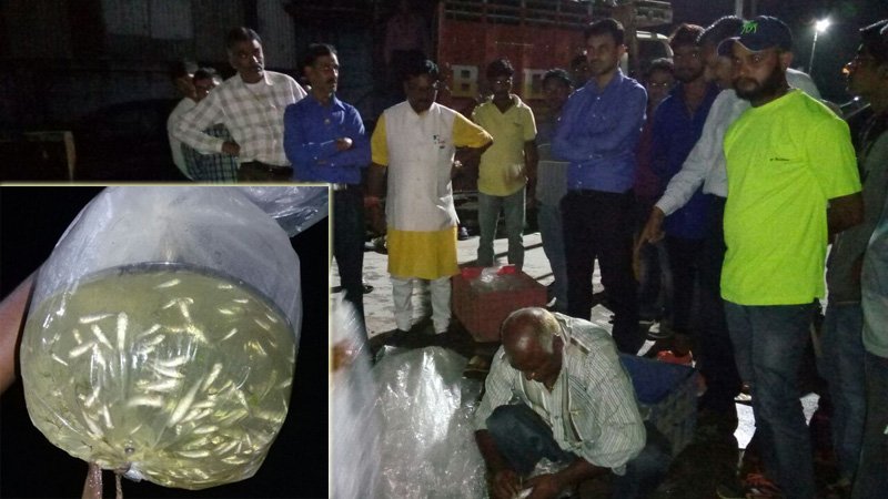 पानी की सफाई के लिए 50,000 मछलिया नक्की झील में तेनात
