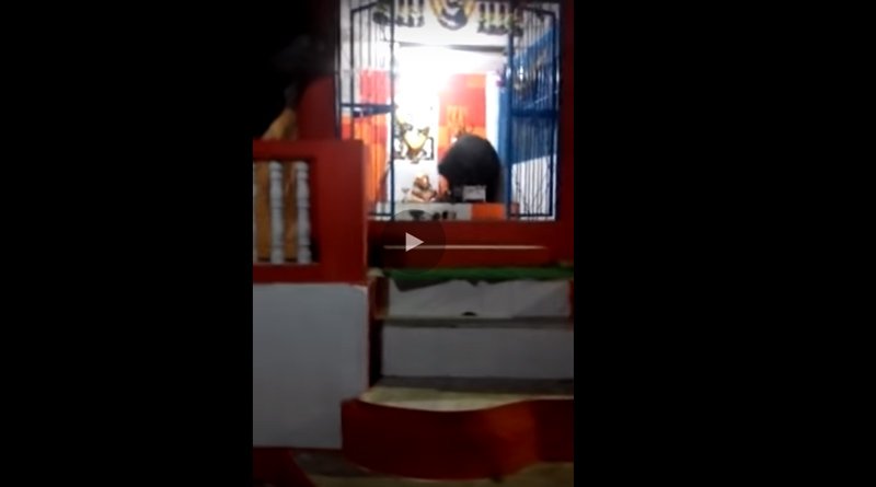 Bear in Mount Abu trying to open Temple's Donation Box