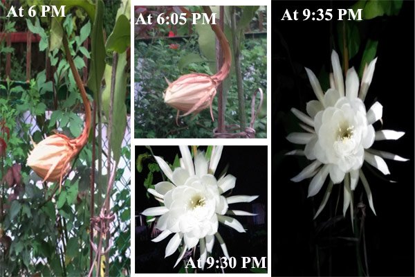 Bethlehem Lily | Sophia Convent School