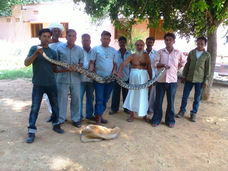 Python swallowed Cat in one Bite, Later Caught By Naresh Bairwa, ABR