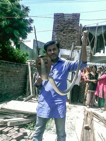 Another Cobra Rescued By The Snake Lovers