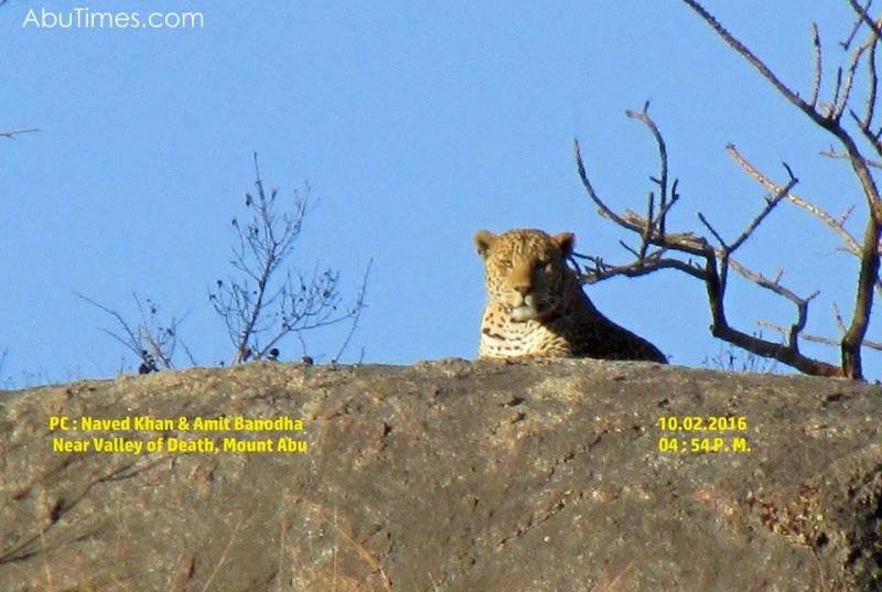 Leopard spotted at valley of death, mount abu
