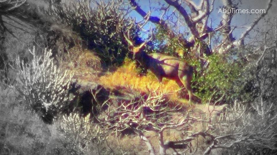 Barasingha spotted at Trevor's Tank, Mount Abu