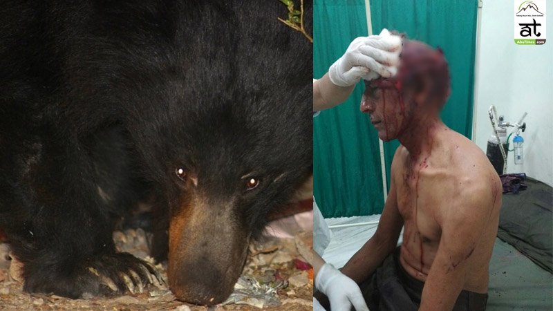 Bear attacked guard, severe injuries in head: Mount Abu
