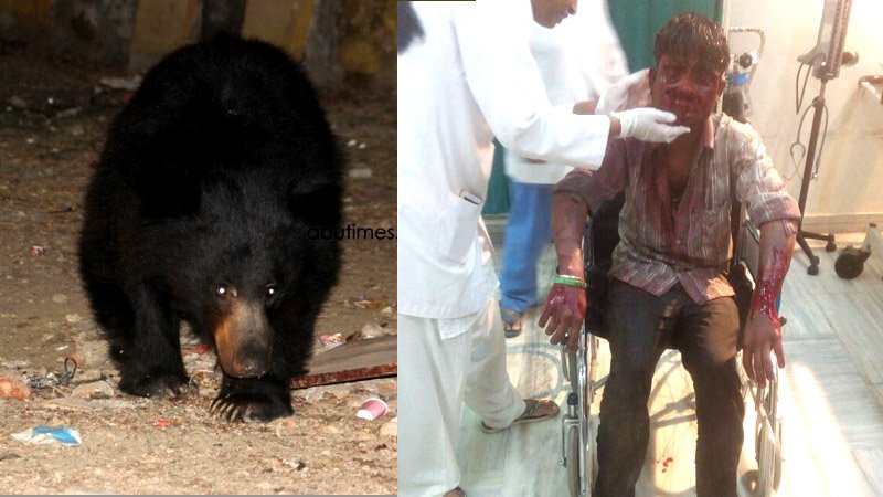 Bear attacked a man on Air Force Station Road, Mount Abu