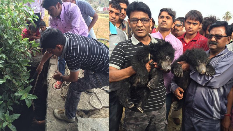 SAD NEWS, This time bear lost its 2 child in a well near Torna, Mount Abu