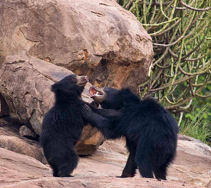 2 Bears sharing a light moment, Mount Abu