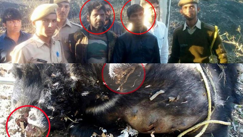 The accuse of recent bear killing under arrest