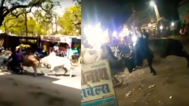 बैल का बढ़ रहा आतंक, आये दिन हो रहे सड़क हादसे: आबूरोड [देखे विडियो]