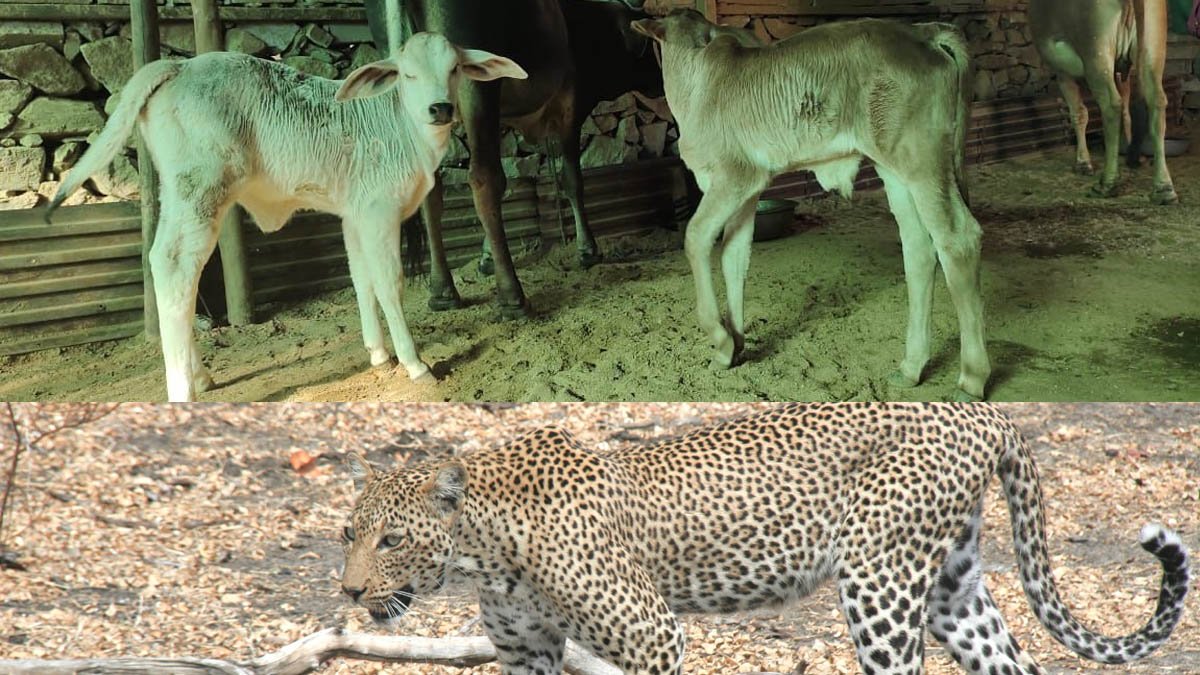 माउंट आबू में गौपालन पर लगातार मंडराता खतरा