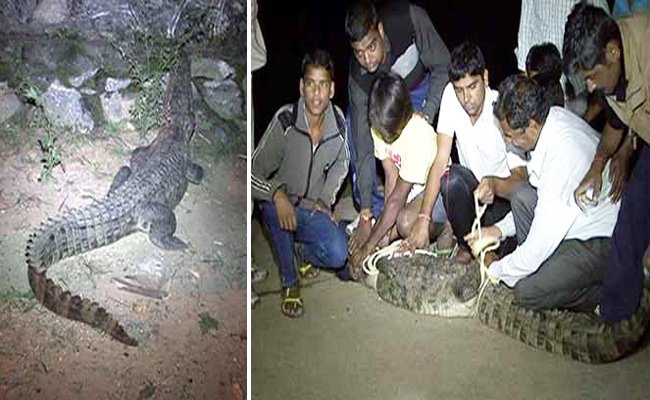 Crocodile Found-Later Rescused, Late Night in Delwara, Mount Abu