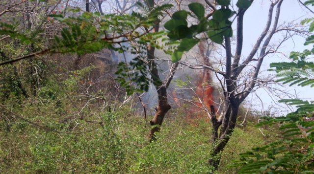 साल  गाँव, आबू पर्वत में लगी भीषण आग तेजी से ग्रामीण शेत्र में बढती हुई