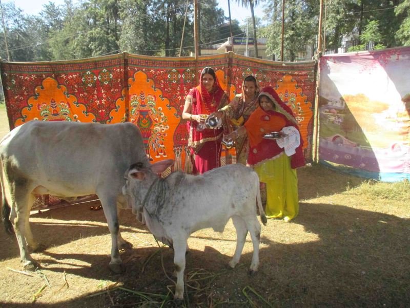 गौमाता की महानता को खूब दर्शाया, आबू में हुआ गौ आठम गौरज महोत्सव सम्पन्न