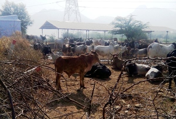 कब लौटेगा अर्बुदा गोशाला का वैभव