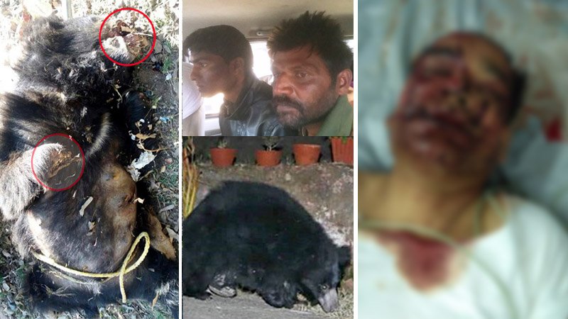 Now what should be the punishment for this bear ? "Bear attacked man in Mount Abu"