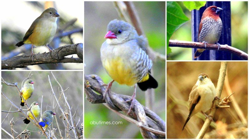 Different species and beautiful poses of "Green Munia" birds found in Mount Abu: Anil Mathur
