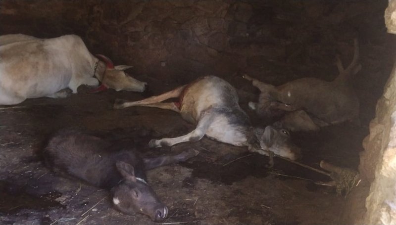 तेंदुए के हत्ते चढ़े 5 मवेशी: सालगाँव, माउंट आबू