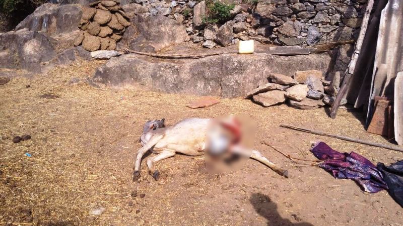 फिर तेंदुए के हत्ते चढ़ी गौ माता, गोवा गाँव में तेंदुए ने बछड़े को मारा