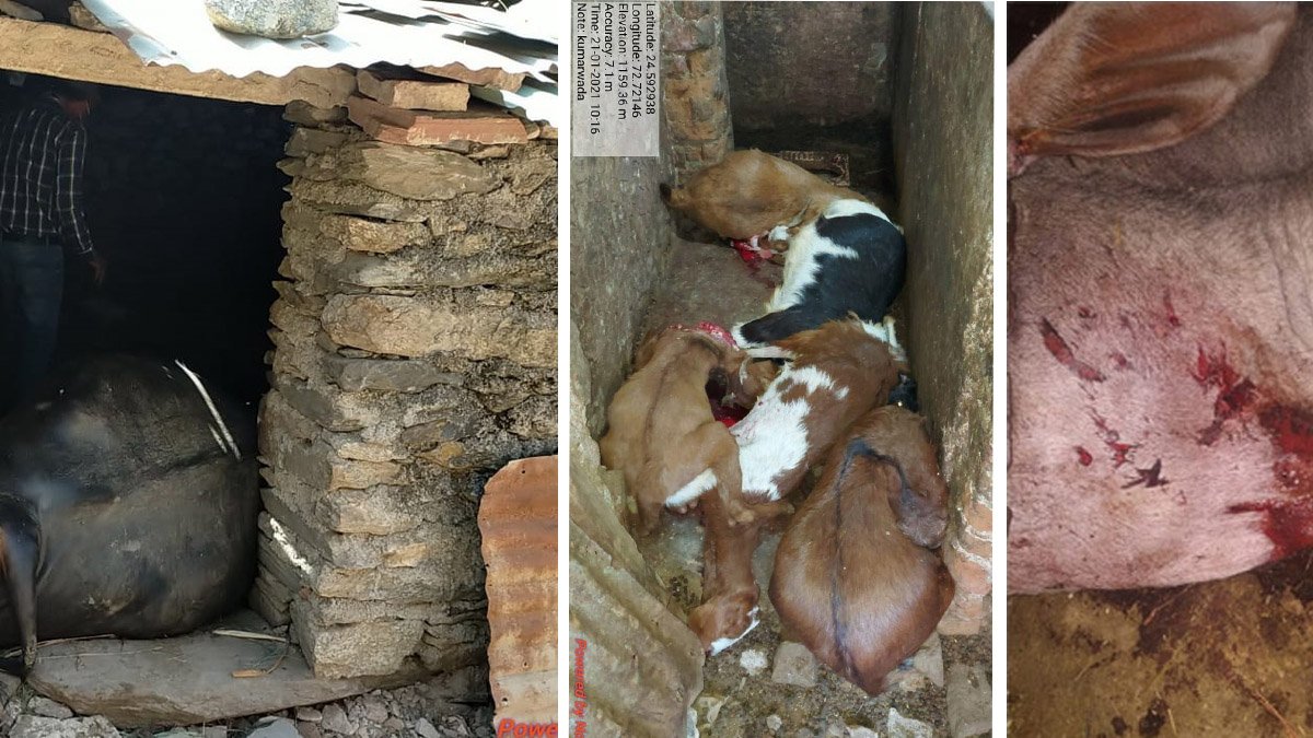 बाउंड्री वॉल के इंतज़ार में मवेशी खो रहे अपनी जान, कब होगा समाधान