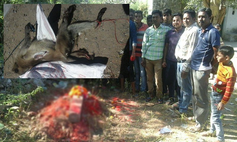 कहके नहीं करके दिखाते है गौ रक्षा दल के जवान: आबूरोड