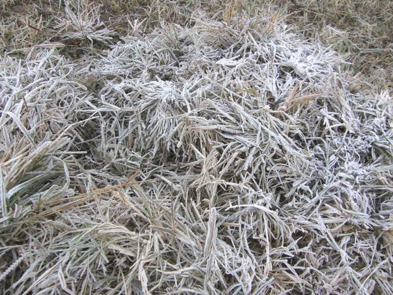 माउंटआबू में ठंड ने पकड़ा जोर, पारा जमाव बिंदु से नीचे