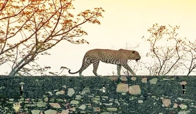 Leopard photographed Dec 2017 behind Brothers quarters, Mount Abu: Ains Priesty