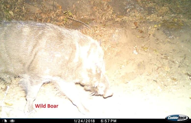 10 hideout night vision photos from Mount Abu Forest Trap Cameras