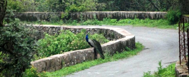 Pandits Behind Panda, Click below for video | MOUNT ABU