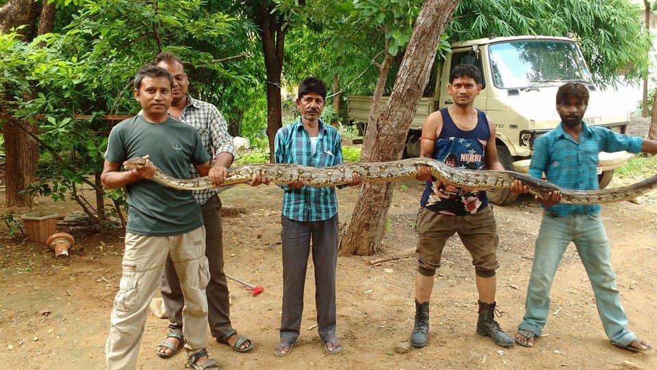 14 फिट लंम्बा व 26 किलो का अजगर पकड़ा: आबुरोड