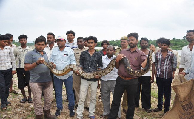 15 feet long python found at Maval, Abu Road
