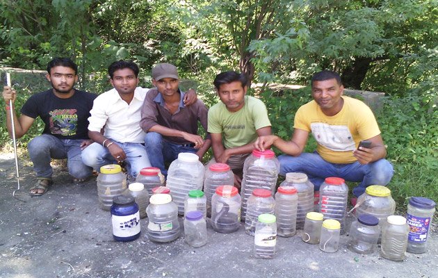 23 Snakes Rescued In 24 Hours By Snakes Lovers Group