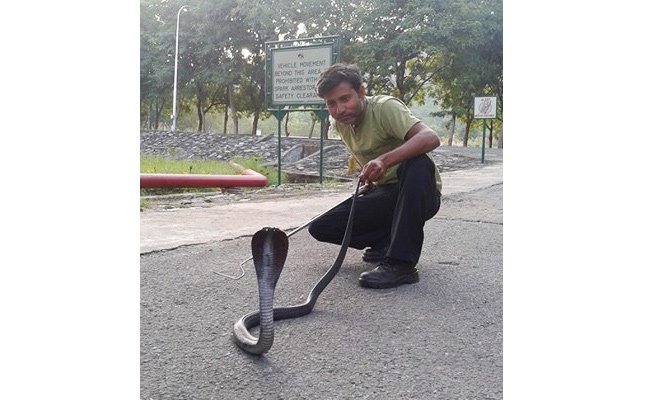 Cobra Rescued By Snake Lovers Group Abu Road