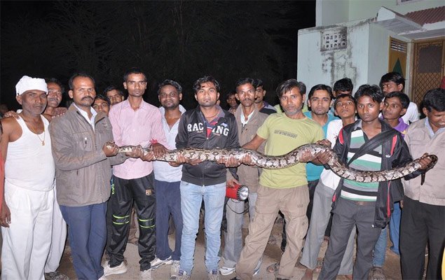 Snake Lovers group Abu Road rescued 10 ft long Python