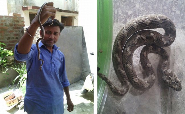 2 Snakes rescued by Snake Lover's Group Abu Road