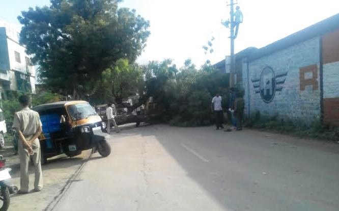 विशाल पेड़ रस्ते के बीचो बिच गिरा, यातायात हुआ प्रभावित