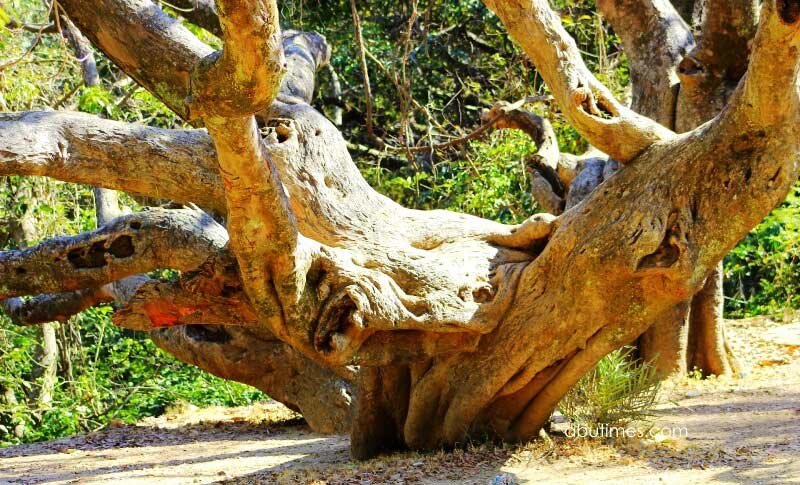 ONLY THE WISE OLD TREES CELEBRATED: DR AK SHARMA