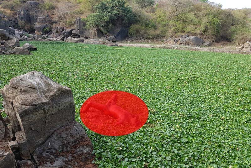 माउंट आबू टोल नाके के समीप कोरनटी के नाले में मिला अज्ञात शव