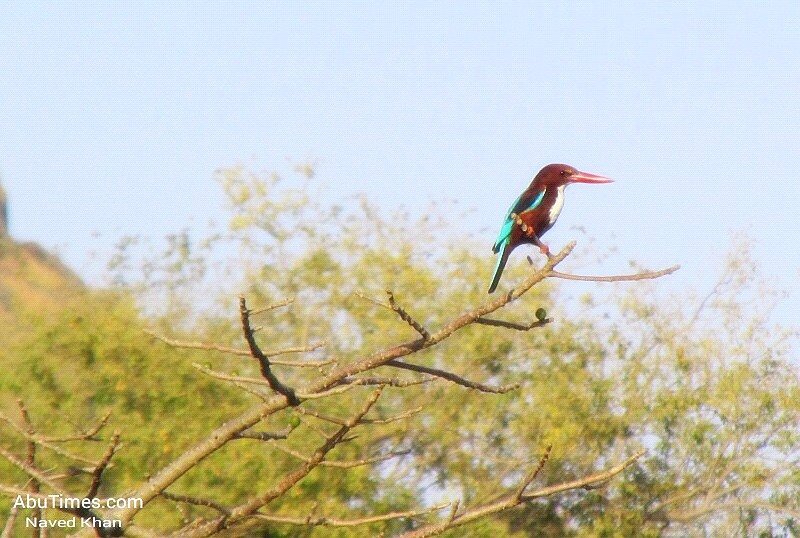White Breasted Kingfisher, MOUNT ABU