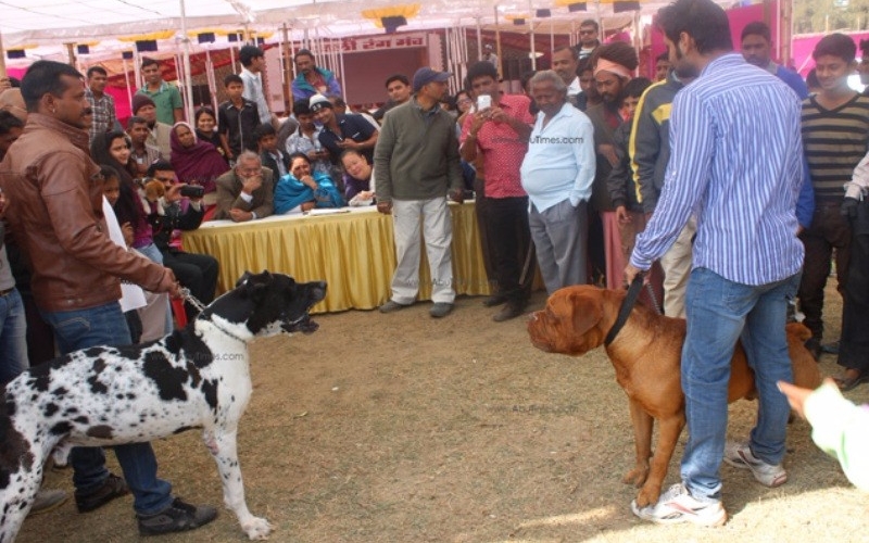 mount-abu-winter-festival-6