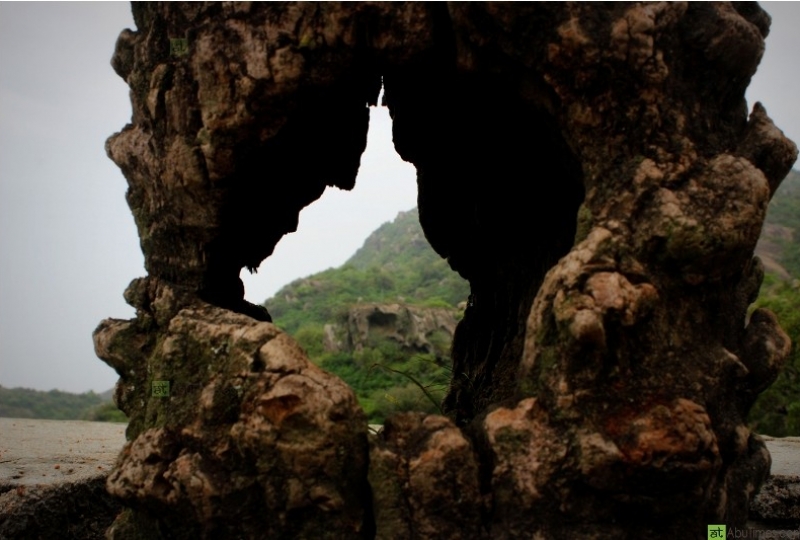 sun-set-mount-abu-tree